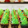 How to pipe Christmas Tree Forest Cupcakes